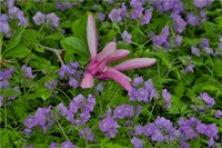 Springtime, Chanticleer Garden, Pennsylvania Fine Art Print