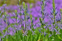 Camas Along Bell's Run Creek, Chanticleer Garden, Pennsylvania Fine Art Print