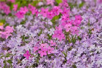 Low Growing Phlox, Chanticleer Garden, Pennsylvania Fine Art Print