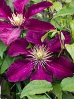 Climbing Fuchsia Clematis In A Garden Fine Art Print