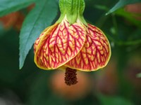 Close-Up Of A Abutilon 'Red Tiger' Fine Art Print