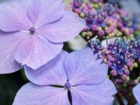 Close-Up Of A Purple Lacecap Hydrangea Fine Art Print
