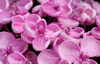 Close-Up Of A Hydrangea Macrophylla 'Ayesha', Lilac Pink Fine Art Print