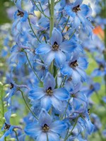 Close-Up Of A Blue Delphinium Fine Art Print