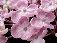 Close-Up Of A Hydrangea Macrophylla 'Ayesha', Lilac Pink Fine Art Print
