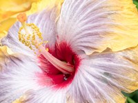 Close-Up Of The Hibiscus Rosa-Sinensis 'Fifth Dimension' Fine Art Print