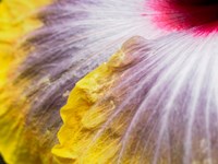 Close-Up Of A Hibiscus Flower Fine Art Print