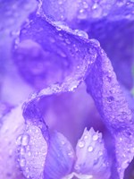 Close-Up Of Dewdrops On A Purple Iris 1 Fine Art Print