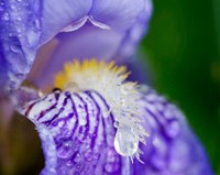 Close-Up Of Dewdrops On A Purple Iris 2 Fine Art Print