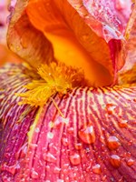 Close-Up Of Dewdrops On A Pink Iris Fine Art Print