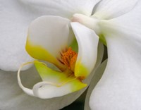 Close-Up Of An White Orchid Fine Art Print