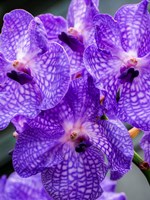 Vanda Manuvadee 'Sky' Orchid Fine Art Print