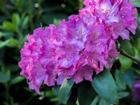 Large Pink Rhododendron Blossoms In A Garden Fine Art Print