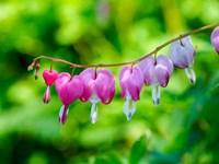 Close-Up Of A Bleeding Heart Flower Fine Art Print