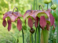The Purple Flowers Of The Pitcher Plant, Sarracenia, A Carnivorous Plant Fine Art Print