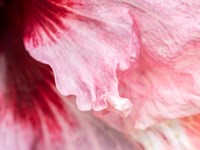 Pennsylvania, Close-Up Of A Hibiscus Flower Fine Art Print