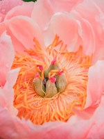 Close-Up Of A Pink Peony Fine Art Print