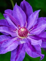 Close-Up Of A Clematis Blossom 2 Fine Art Print