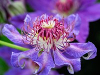 Close-Up Of A Clematis Blossom Fine Art Print
