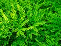 Maidenhair Fern Fine Art Print