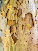 Colorful Bark On A Tree In A Garden Fine Art Print