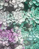 Colored Succulents Fine Art Print