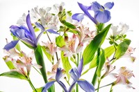 Botanical I Fine Art Print