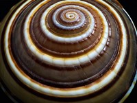 Shell Spiral III Fine Art Print