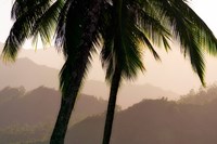 Misty Palms Fine Art Print