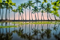 Palm Tree Reflections Fine Art Print