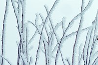 Icy Fine Art Print