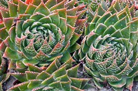 Succulents Fine Art Print