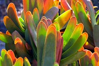 Succulents II Fine Art Print