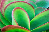 Succulent V Fine Art Print