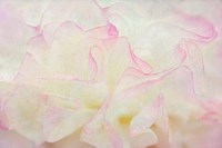 Blush Fine Art Print