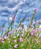 Wild Flowers Fine Art Print