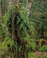 Ferns - Key Peninsula Fine Art Print