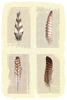 Traditional Figurative Feathers Fine Art Print