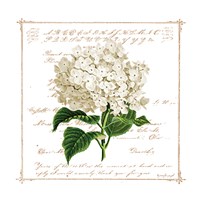 Floral IV Framed Print