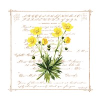 Floral VI Framed Print