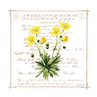 Floral VI Framed Print