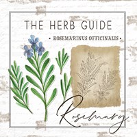 Herb Guide - Rosemary Fine Art Print