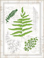 Ferns I Fine Art Print