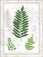 Ferns II Fine Art Print
