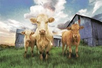 Three Curious Calves Fine Art Print
