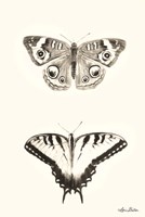 Butterflies Fine Art Print