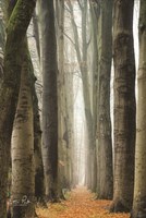 Narrow Alley in the Netherlands Fine Art Print