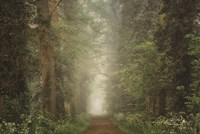 Misty Spring Road Fine Art Print