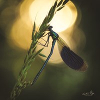 Damselfly in Backlight Fine Art Print