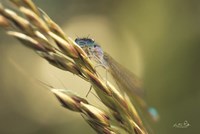 Damselfly Fine Art Print